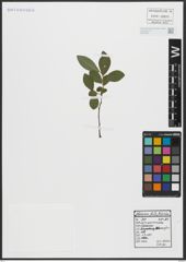 Foto von Salix appendiculata Vill.